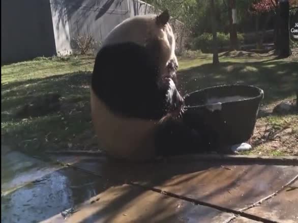 大熊猫小澡盆沐浴萌态可掬